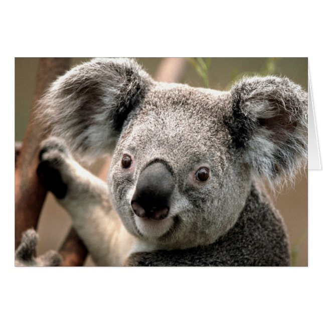 Verbindungsleitung Koala (Vorderseite (Horizontal))