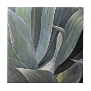 Verblaßtes Succulant Detail, 2017 Fliese