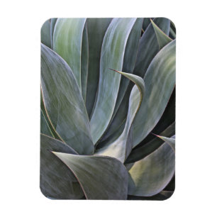Verblaßtes Succulant Detail, 2017 Magnet