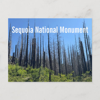 Verbrannte Bäume im Sequoia National Monument Postkarte