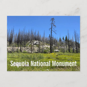 Verbrannte Bäume im Sequoia-Nationalwald Postkarte