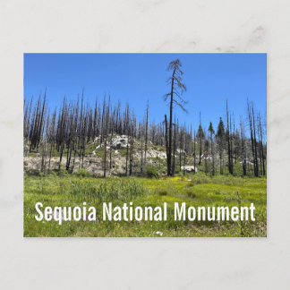 Verbrannte Bäume im Sequoia-Nationalwald Postkarte
