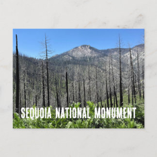 Verbrannte Bäume im Sequoia-Nationalwald Postkarte