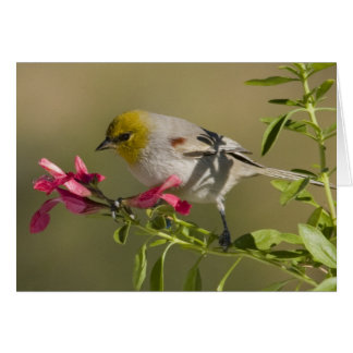 Verdin