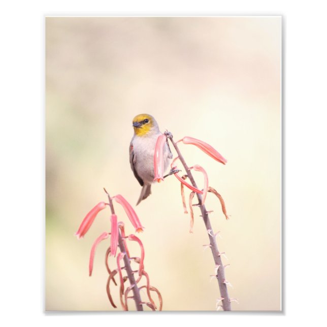 Verdin auf Penstemon Fotodruck (Vorne)