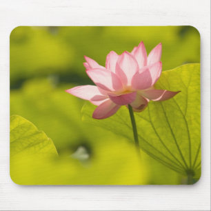 Vereinigte Staaten, DC, Washington, Kenilworth 2 Mousepad