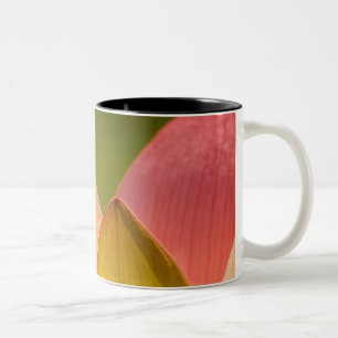Vereinigte Staaten, DC, Washington, Kenilworth 3 Zweifarbige Tasse