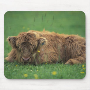 Vereinigtes Königreich, Schottland. Highland-Kalb Mousepad
