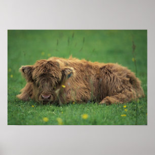 Vereinigtes Königreich, Schottland. Highland-Kalb Poster