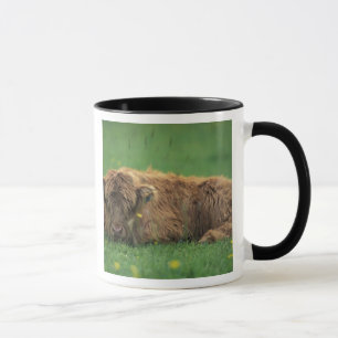 Vereinigtes Königreich, Schottland. Highland-Kalb Tasse