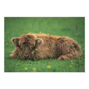 Vereinigtes Königreich, Schottland. Hochlandkalb Fotodruck