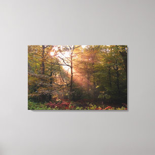 Vereinigtes Königreich Wald von Dean. Sonnenlicht Leinwanddruck