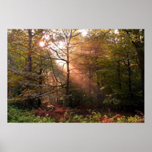 Vereinigtes Königreich Wald von Dean. Sonnenlicht Poster