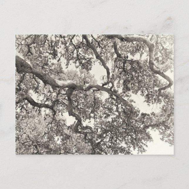 Verflochten Postkarte (Vorderseite)