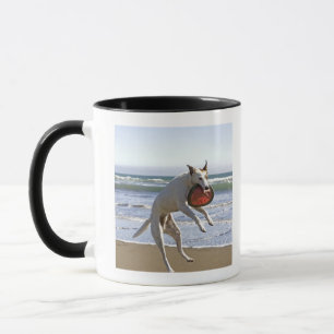 Verfolgen Sie das Springen, zum eines Frisbee auf Tasse