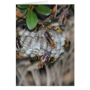 Verfolger Jackers #2