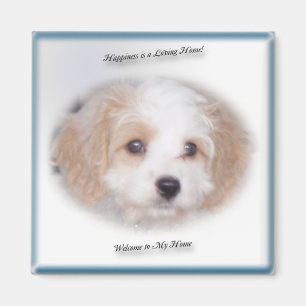 Verfolgung Cavachon Magnet