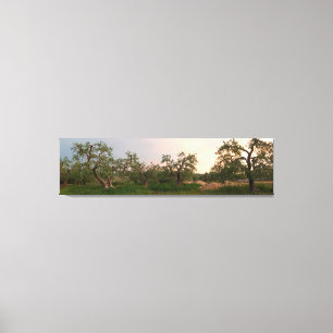 Verger d'olivier à la copie de toile de coucher d