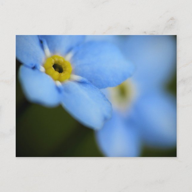 Vergessen-Me-Nots 9 Postkarte (Vorderseite)