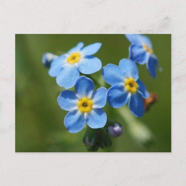 Vergessen-Me-Nots-Blume Postkarte (Vorderseite)