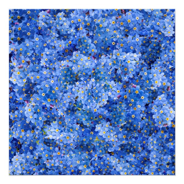 Vergessen Sie mir nicht das Muster der Blume Fotodruck (Vorne)