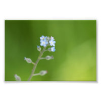 Vergessen Sie nicht-Blume
