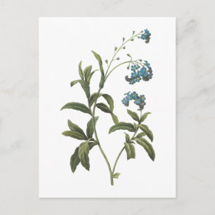 vergessene-me-not(Myosotis scorpioides) von Redout Postkarte