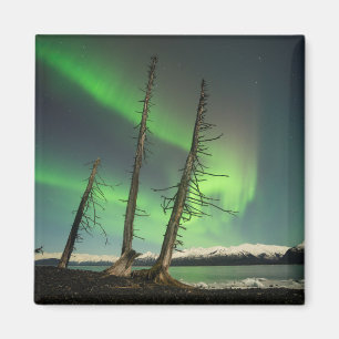 Vergessene Spruce Aurora Magnet