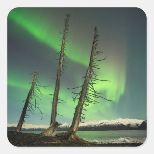 Vergessene Spruce Aurora Quadratischer Aufkleber