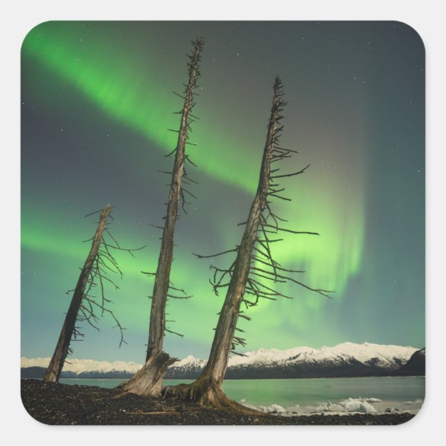 Vergessene Spruce Aurora Quadratischer Aufkleber (Vorderseite)