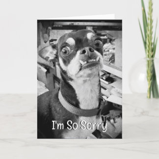 Vergib mir | Es tut mir leid | Funny Chihuahua Karte