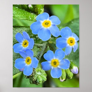 Vergiss mich nicht Blume Poster