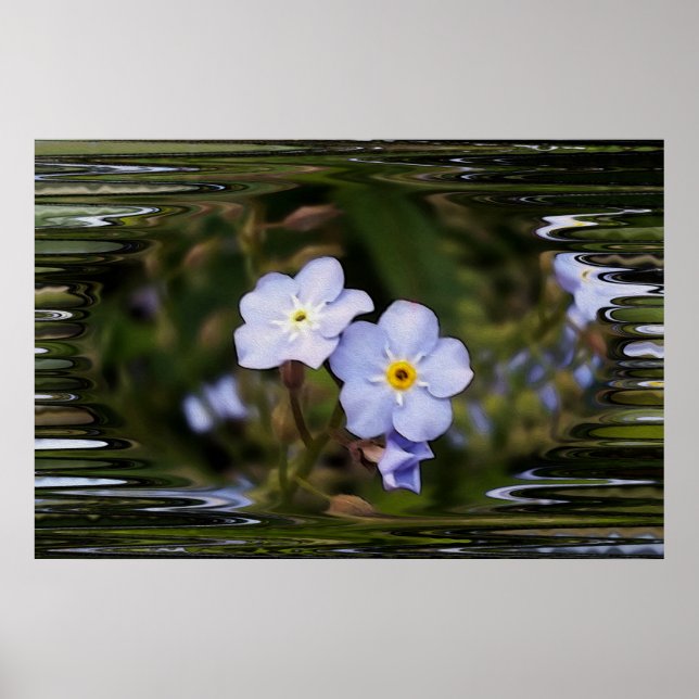 Vergiss mich nicht Blume Poster (Vorne)