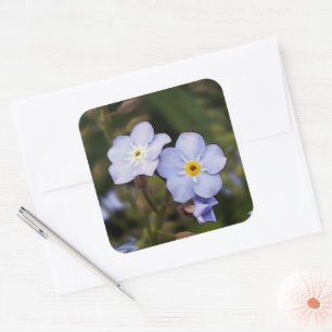 Vergiss mich nicht Blume Quadratischer Aufkleber