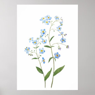 Vergissmeinnicht-Blumen 2021 Aquarell  Poster