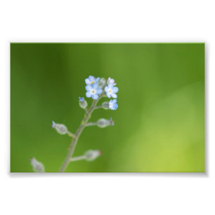Vergissmeinnicht-Blumen Fotodruck