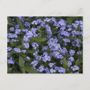 Vergissmeinnicht Postkarte