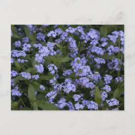 Vergissmeinnicht Postkarte