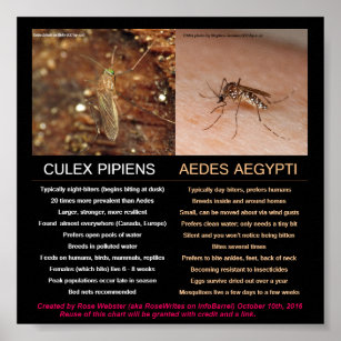 Vergleich von Zika-Carry-Moskitos durch RoseWrites Poster