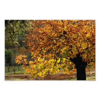 Vergoldet Blätter des Kastanienbaums im Herbst in Fotodruck