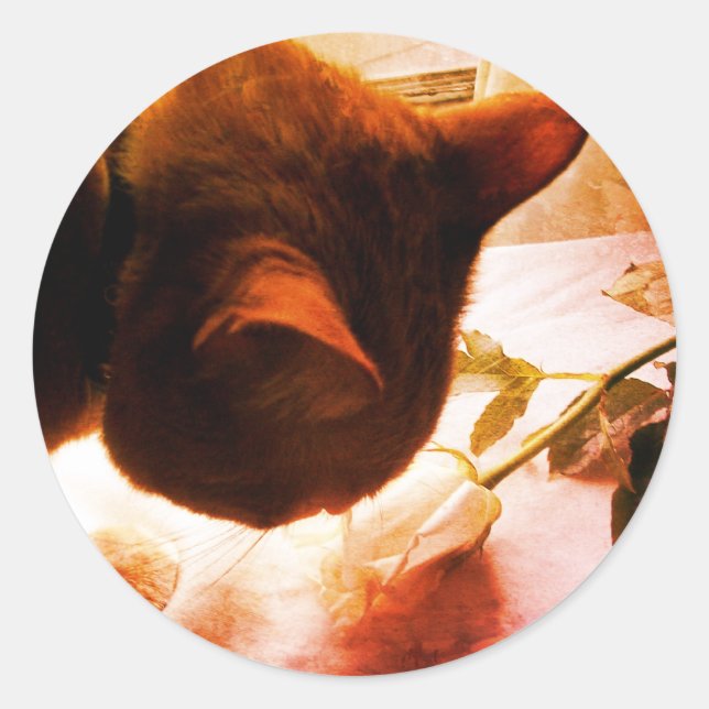 Vérification Des Stickers De Chat (Devant)