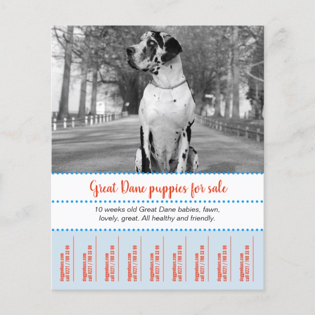 Verkauf von Welpen Flyer (Vorne)