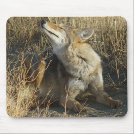 Verkratzen des Kojote-R17 Mousepad