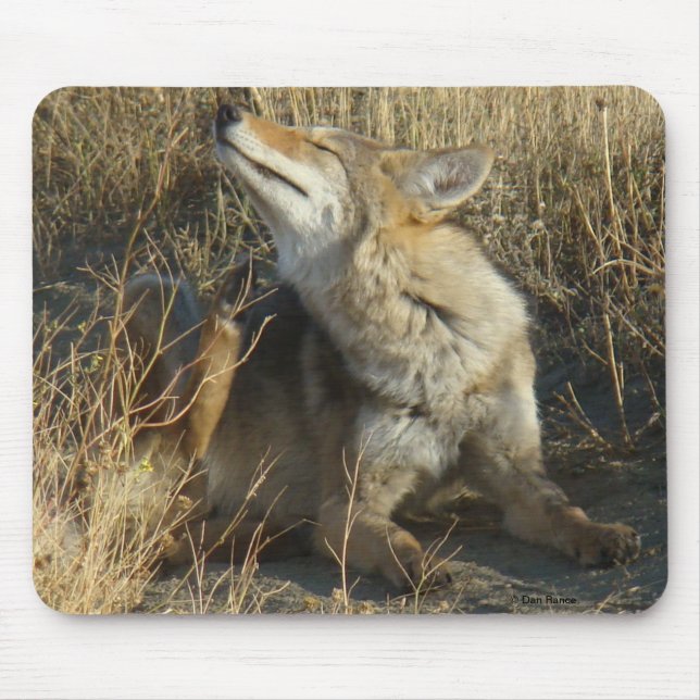 Verkratzen des Kojote-R17 Mousepad (Vorne)