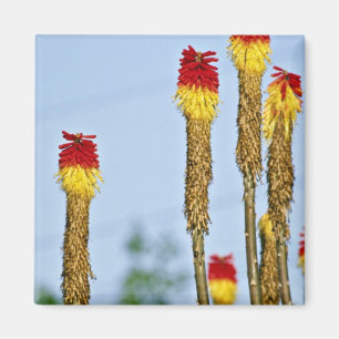 Verlassen Sie Blüte, außerhalb Phoenix, Florida Magnet