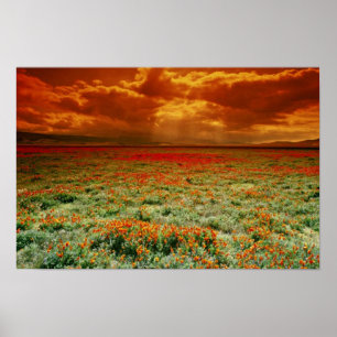 Verlassen Sie Sonnenuntergang auf einem Feld von Poster