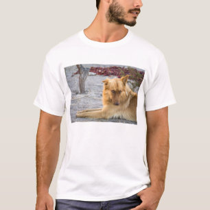 Verlassener Hund T-Shirt