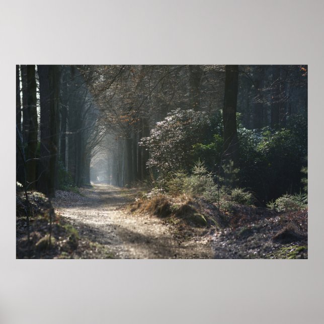 verlassener Weg im Wald Poster (Vorne)
