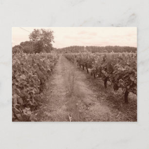 Verlassener Weinberg Postkarte