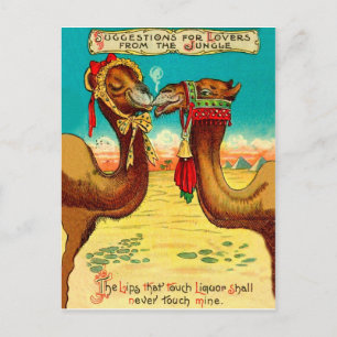 Verliebte Kamele, lustige vintage St. Valentinstag Postkarte